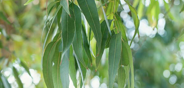 Eucalyptus leaves are the basis for its Essential Oil