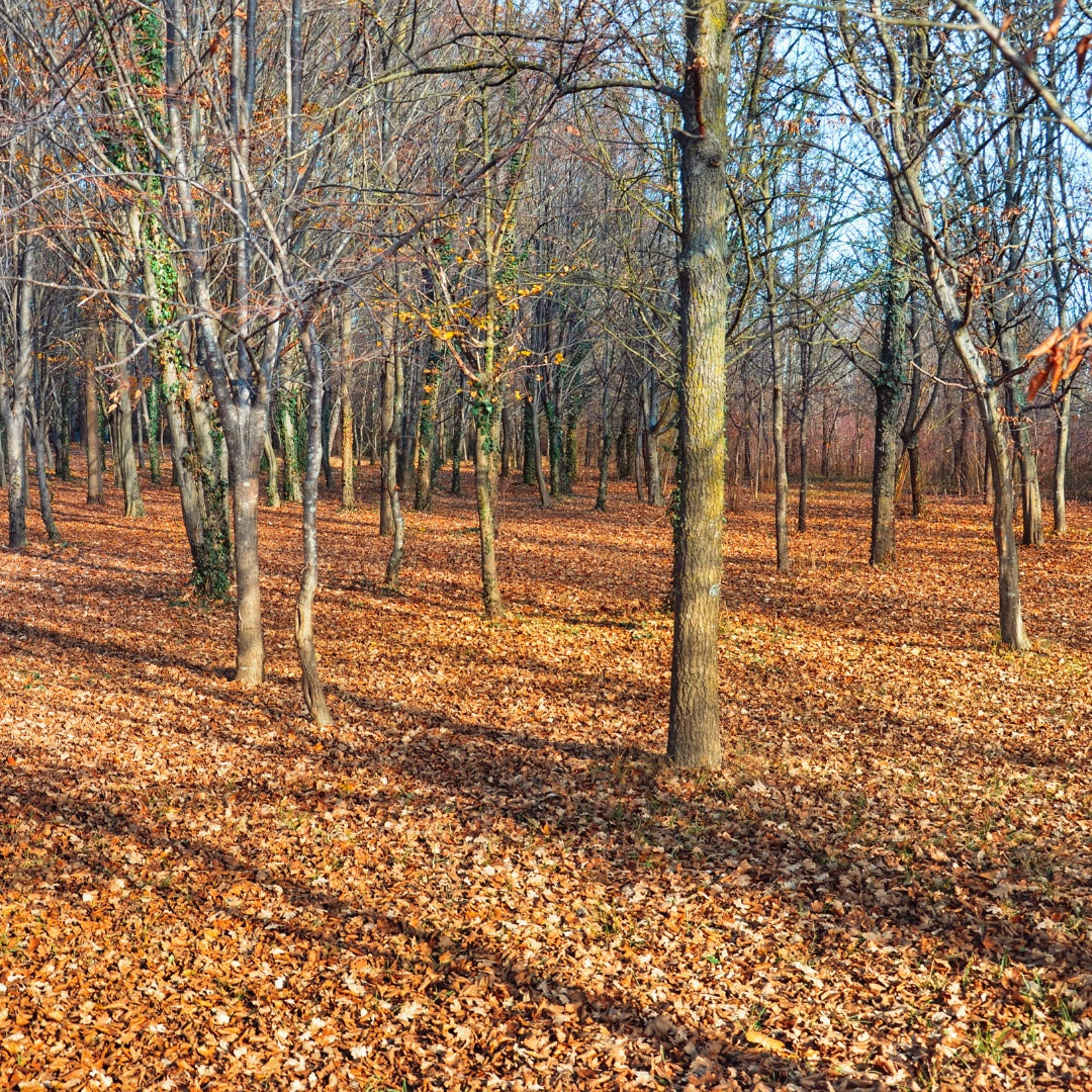 Golden autumn leaves scattered on the ground beneath bare trees — symbol of letting go and seasonal renewal.