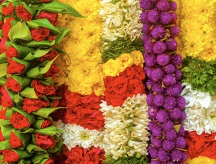 Floral plants used in essential oil extraction throughout time