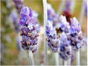 Lavender flower on stalk used to make essential oils
