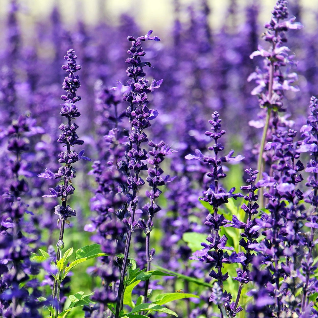 Lavender Essential Oil - The Big Mamma of Aromatherapy