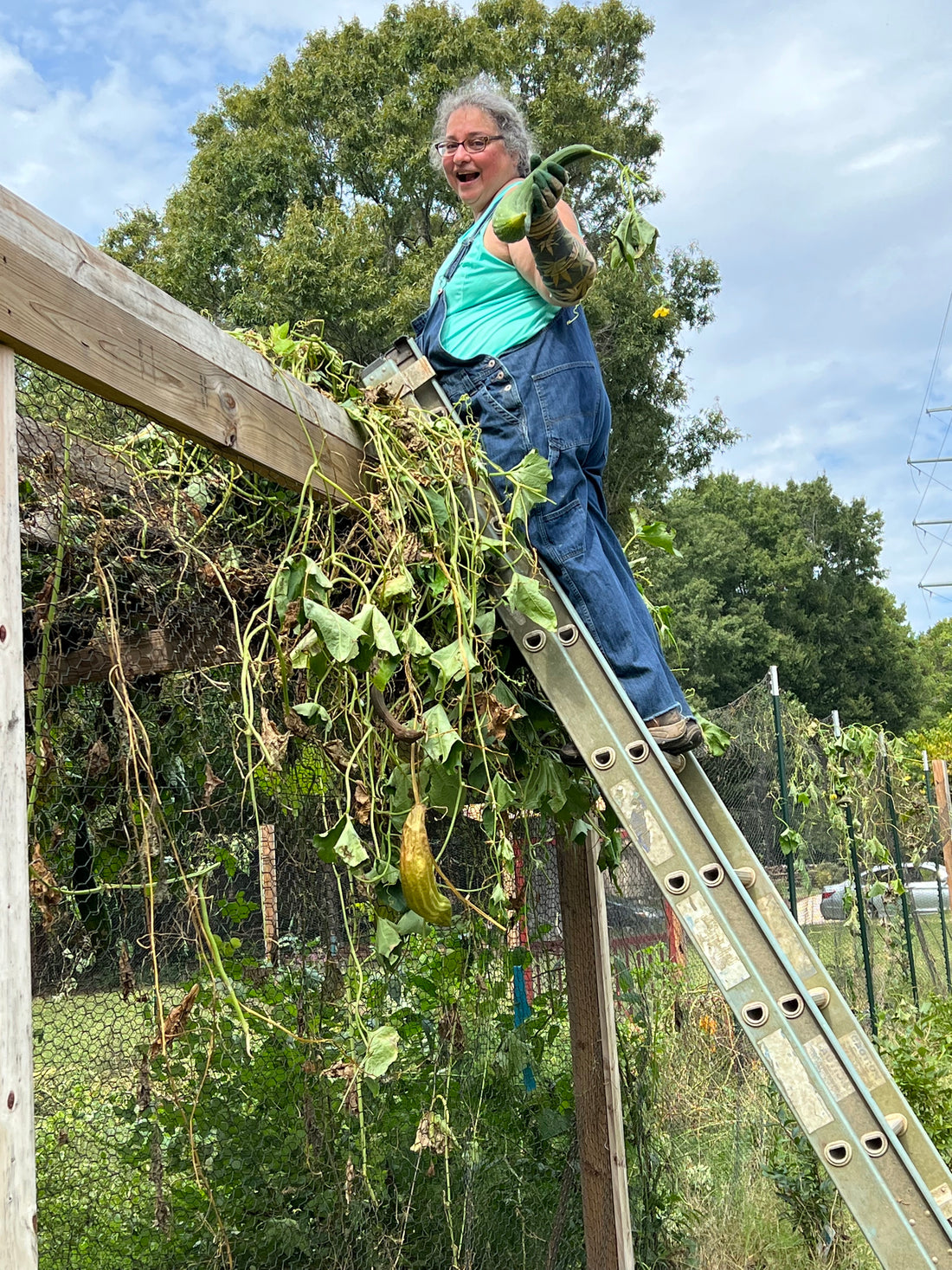 Woman on a ladder harvesting Loofahs.