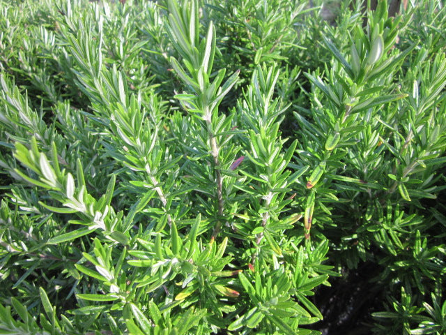 Rosemary plant used for creating essential oils