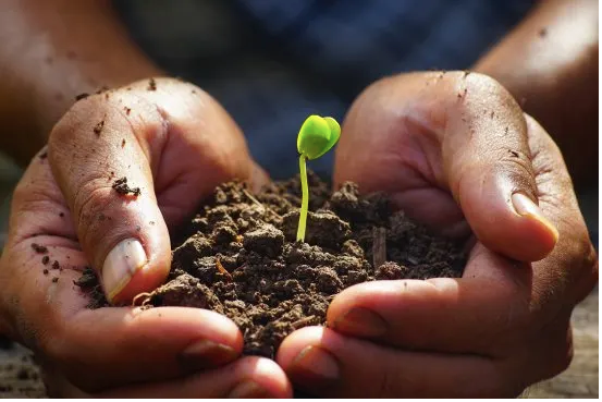 A seedling growing in dirt held by hands