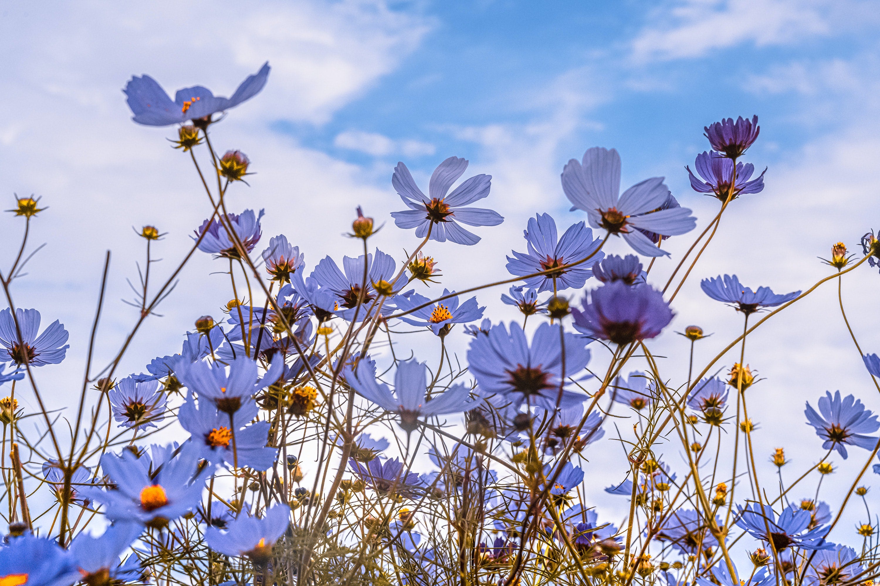 Beautiful daisies in front of a bright blue sky with light cloud cover