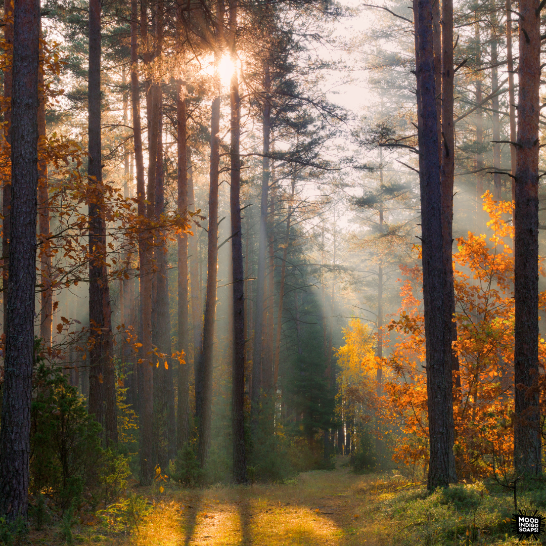 Early fall landscape in North Carolina during the transition from summer to fall