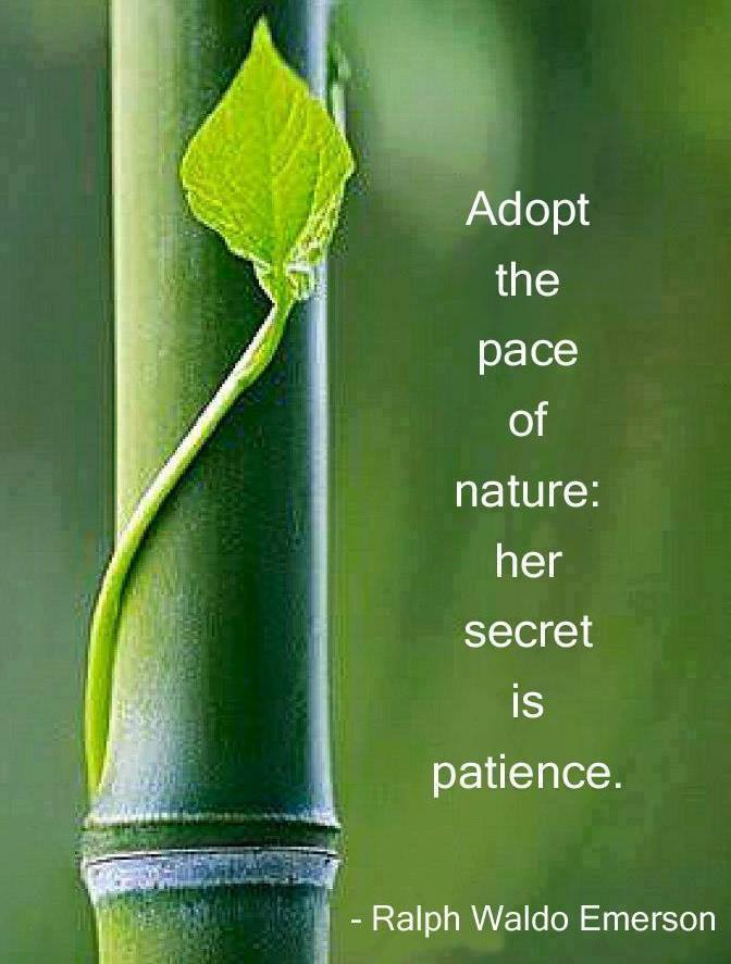 Bamboo with a quote from Ralph Waldo Emerson - Adopt the pace of nature: her secret is patience.